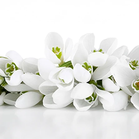 Na zdjęciu na białym tle ułożone są przebiśniegi – drobne, delikatne kwiaty o białych,  dzwonkowato płatkach.